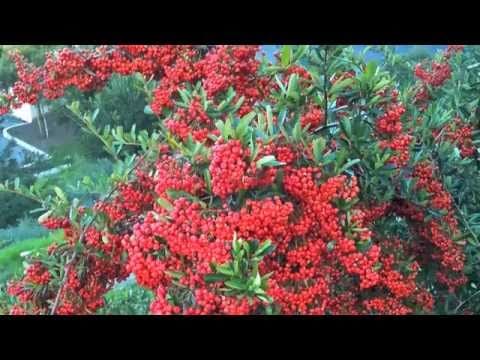 Lo Chal Diye Woh Lyrics Lyrics