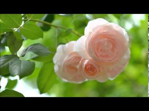 Dekha Maine Ek Sapna Lyrics Lyrics